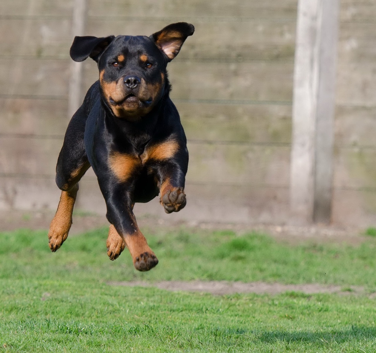 How to Prepare Your Pet for Boarding While You Travel